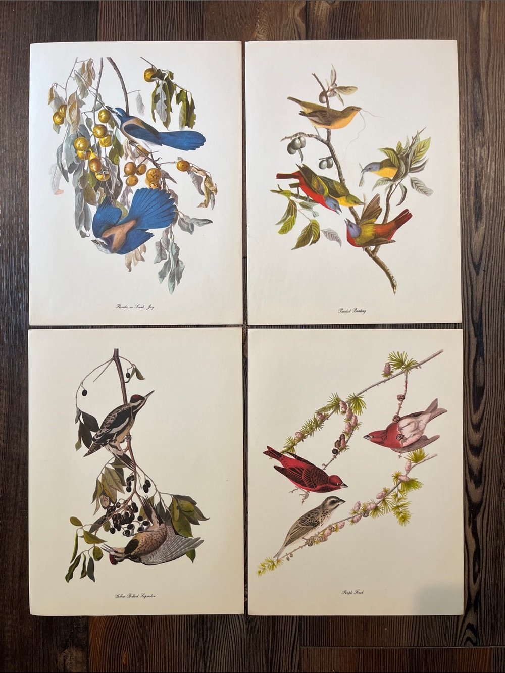 Audubon Birds Of America Prints (L8)